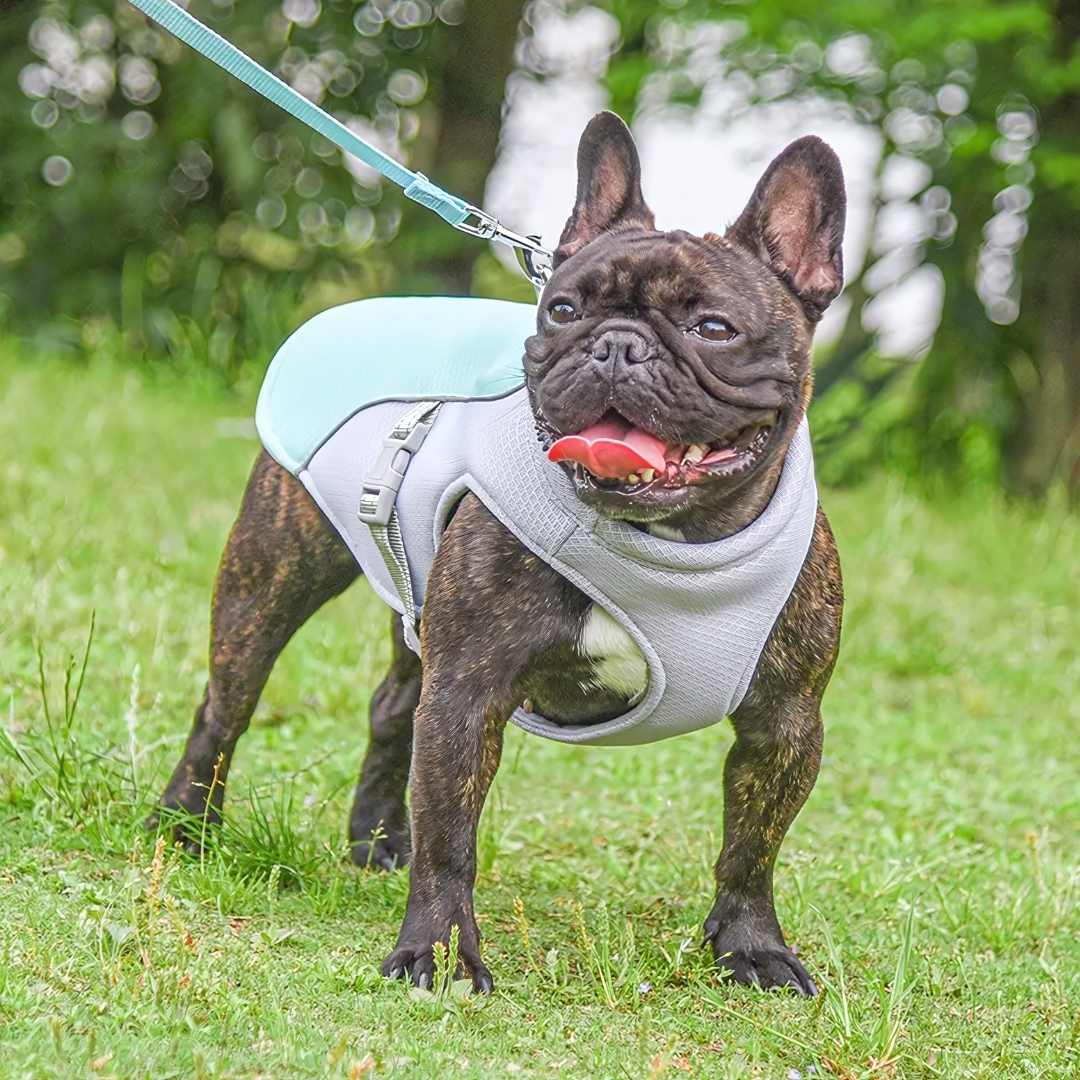 Dog Cooling Vest for Summer Heat Protection - Stay Cool