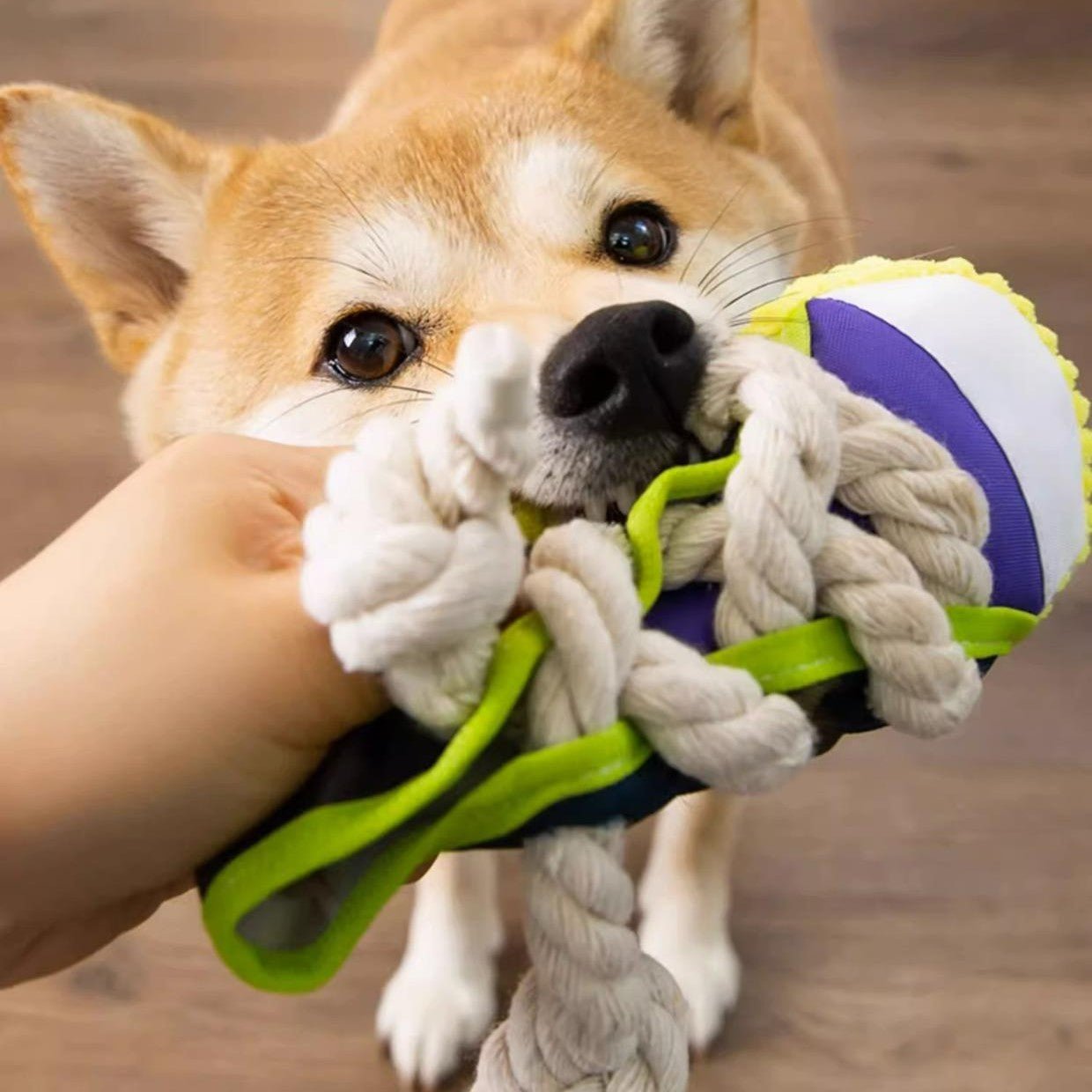 Dog Squeaky Shoe Toy, Durable Rubber for Small to Medium Breeds