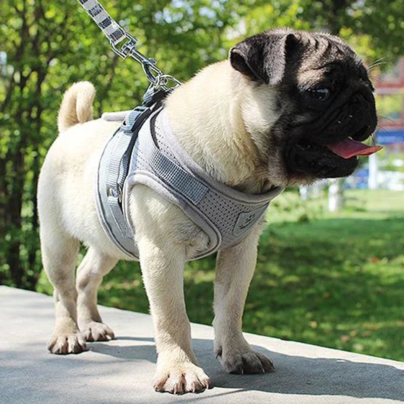 Breathable Mesh Dog Harness & Leash Combo