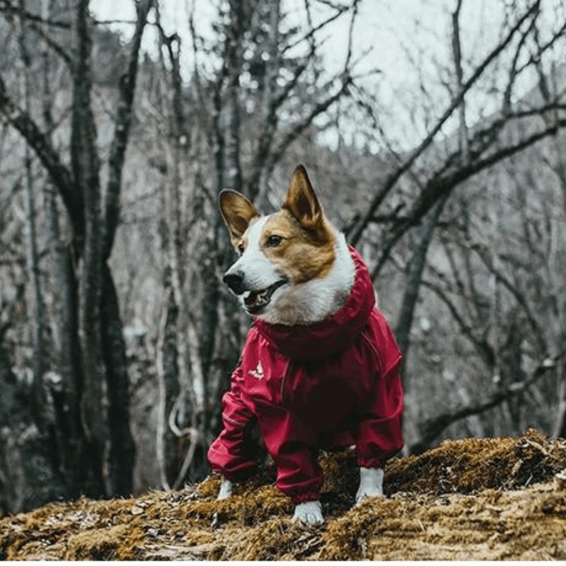 Pet Water-Resistant Outdoor Adventure Coat - Adjustable & Breathable