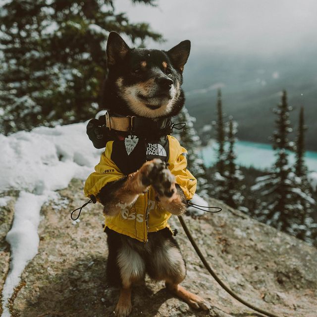 Unisex Waterproof Dog Jacket – Adjustable Fit Breathable Raincoat